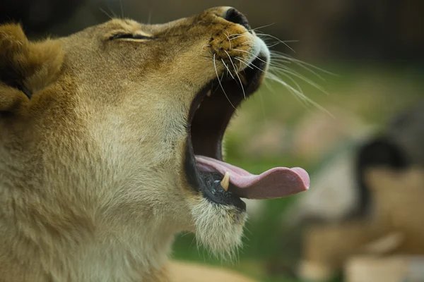 Female lion yawn — Stock Photo, Image