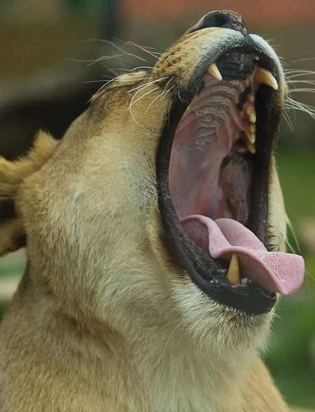 Female lion teeth — Stock Photo, Image