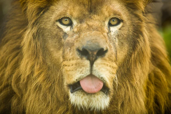 Male lion tongue — Stock Photo, Image