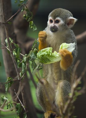 Sincap Maymun yeme bir marul yaprağı