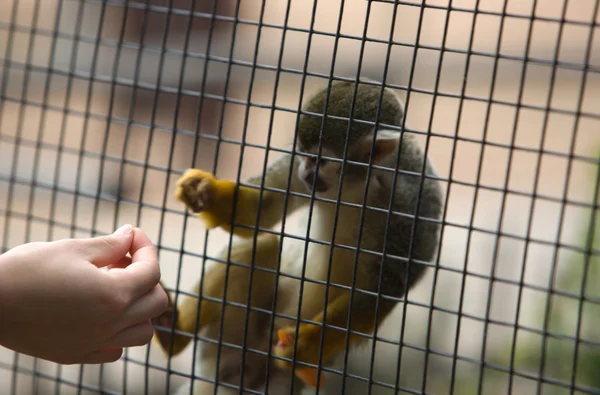 Macaco esquilo pedindo uma refeição — Fotografia de Stock