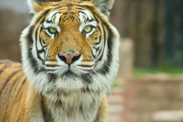 Большой бенгальский тигр голодает — стоковое фото