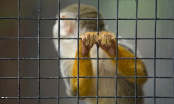 Mains de singe écureuil — Photo