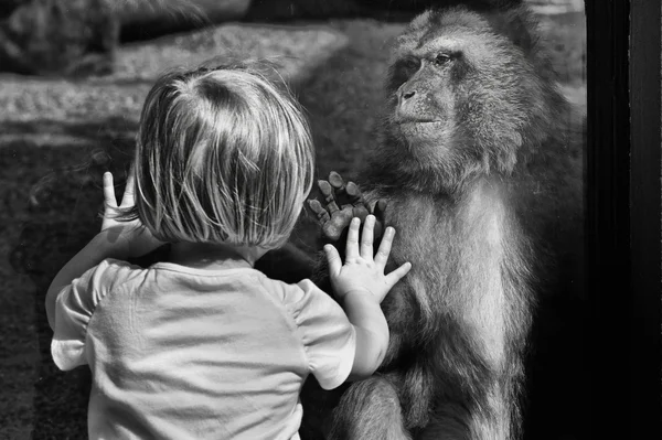 巴巴猕猴 — 图库照片