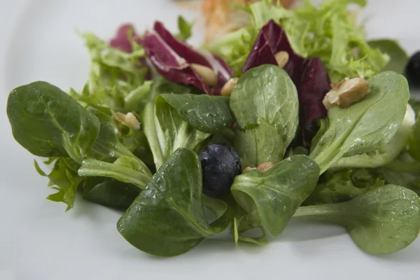 Detail des Salats aus verschiedenen Salatsorten — Stockfoto