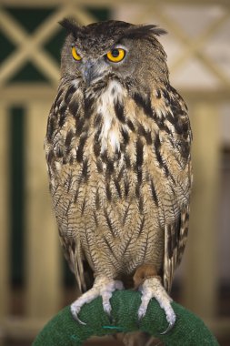 Avrupa bir kartal baykuş portresi