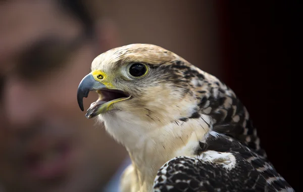 Gyrfalcon, ou gerfalcão, Falco rusticolus — Fotografia de Stock