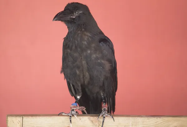 Schwarze Krähe — Stockfoto