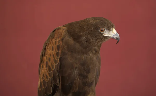 Harris Hawk — Φωτογραφία Αρχείου