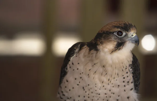 A large, crow-sized falcon — Stock Photo, Image