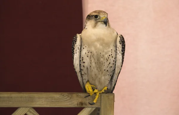 White peregrine falcon — Stock Photo, Image