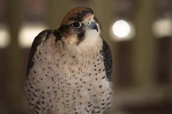 Flacon peregrino, típico de rapaces comedores de aves — Foto de Stock