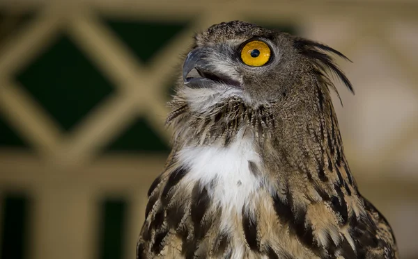 Chouette aigle européenne levant les yeux — Photo