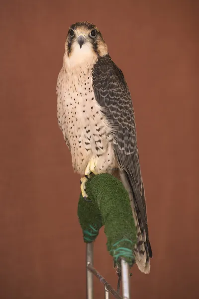 Falcão Peregrino empoleirado — Fotografia de Stock