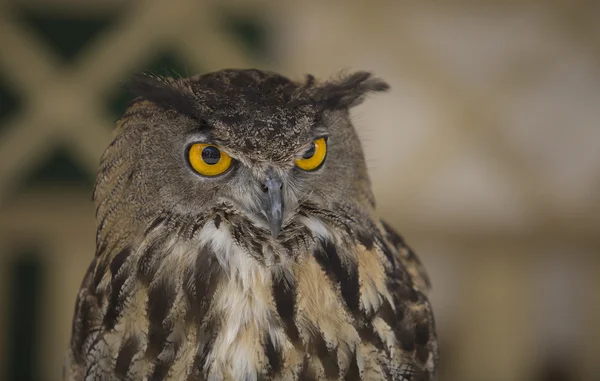 Europeiska eagle-owl — Stockfoto