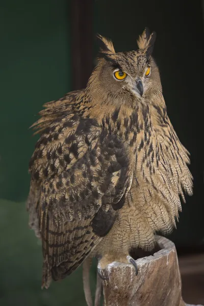 Búho águila europeo posado en un tronco — Foto de Stock