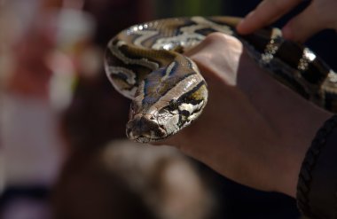 Python elde