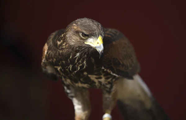 Harris's Hawk — Stock Photo, Image