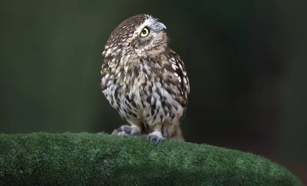 Atenea noctua — Foto de Stock