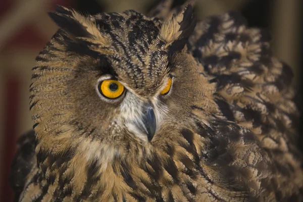 European Eagle-Owl 4 — Stock Photo, Image