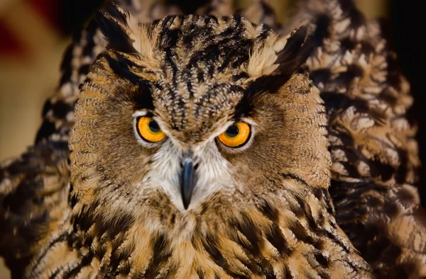 Europeiska eagle-owl — Stockfoto