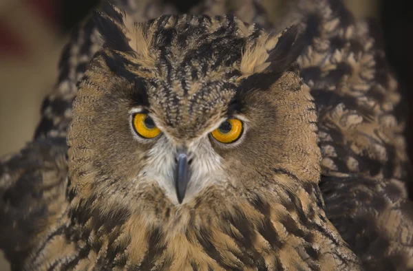 Europeiska eagle-owl — Stockfoto