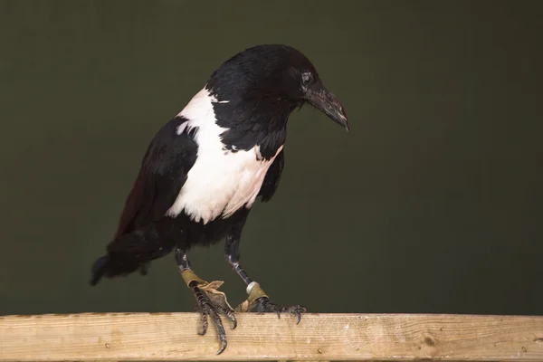 European Magpie — Stock Photo, Image