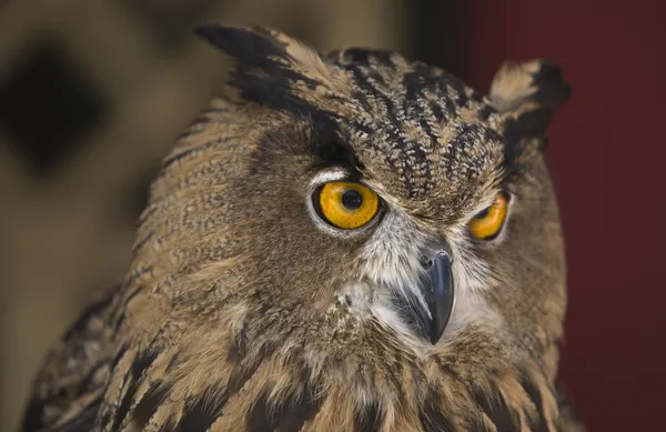 Europeiska eagle-owl portrait — Stockfoto