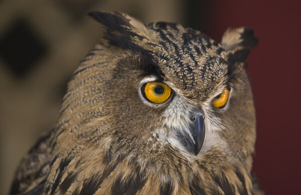 European Eagle-Owl portrait