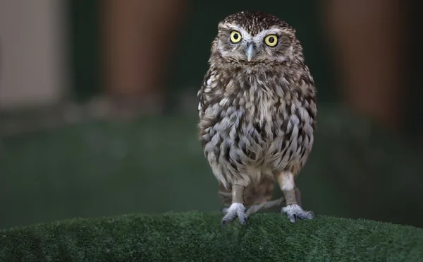 Mochuelo, little owl, athene noctua — Stockfoto
