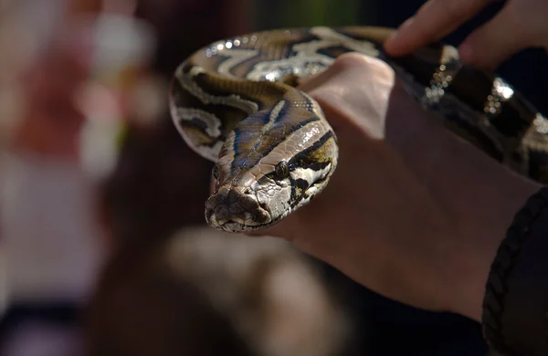 Python na mão — Fotografia de Stock