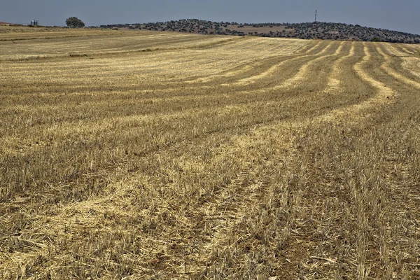 Linien im Getreidefeld — Stockfoto