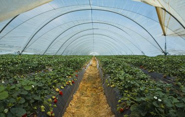 Strawberry cultivation in Huelva clipart