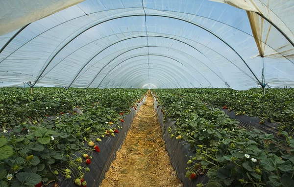 Coltivazione di fragole a Huelva — Foto Stock