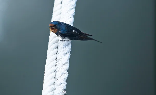 Celeiro Engula empoleirado em uma corda com bico aberto — Fotografia de Stock