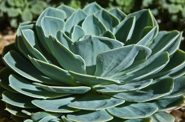 Crassula echeveria succulents — Stock Photo, Image