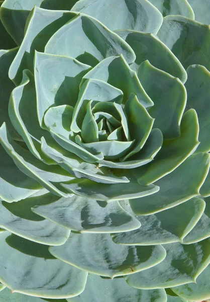 Primer plano de un crassula echeveria — Foto de Stock