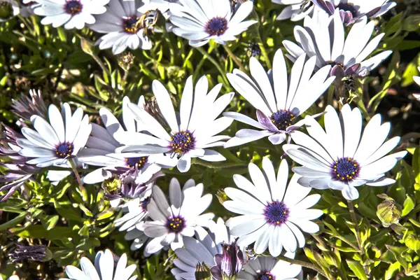 Beautiful white osteospermum — Stock Photo, Image