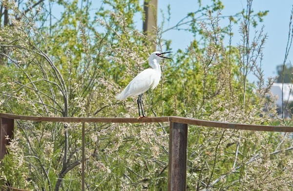 Snowy Egret opened beak — Stock Photo, Image
