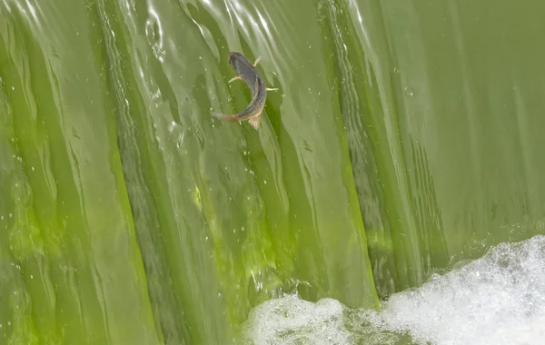 CARP klimmen een waterval — Stockfoto