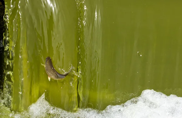 鯉は滝をジャンプ — ストック写真