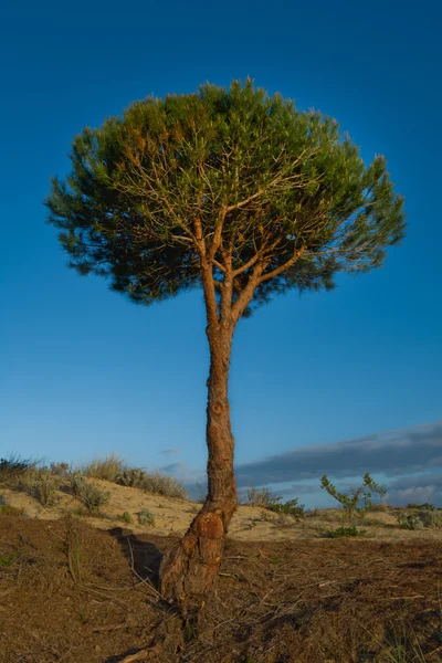 Pinheiro de pedra — Fotografia de Stock