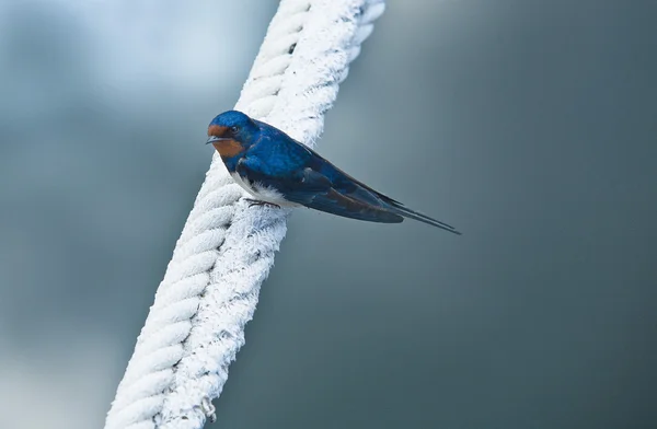 Swalow perché sur une corde de bateau — Photo