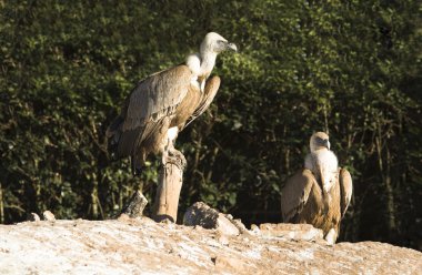 Griffon Vultures clipart