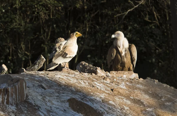 Cinereous and egyptian Vulture — Stock Photo, Image