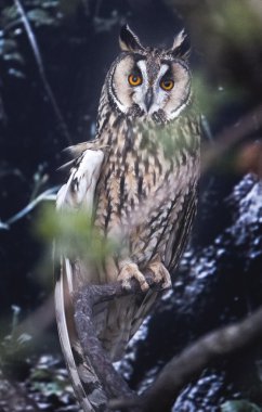 Long-eared Owl perched clipart