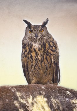 Avrasya kartal baykuş erkek