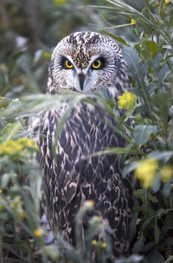 Short-eared Owl hide clipart