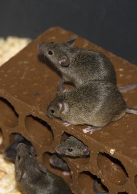 Mice on brick clipart