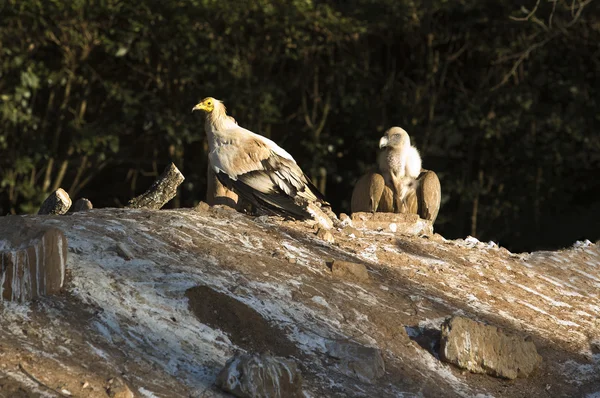 Egyptian Vulture and cinereous — Stock Photo, Image